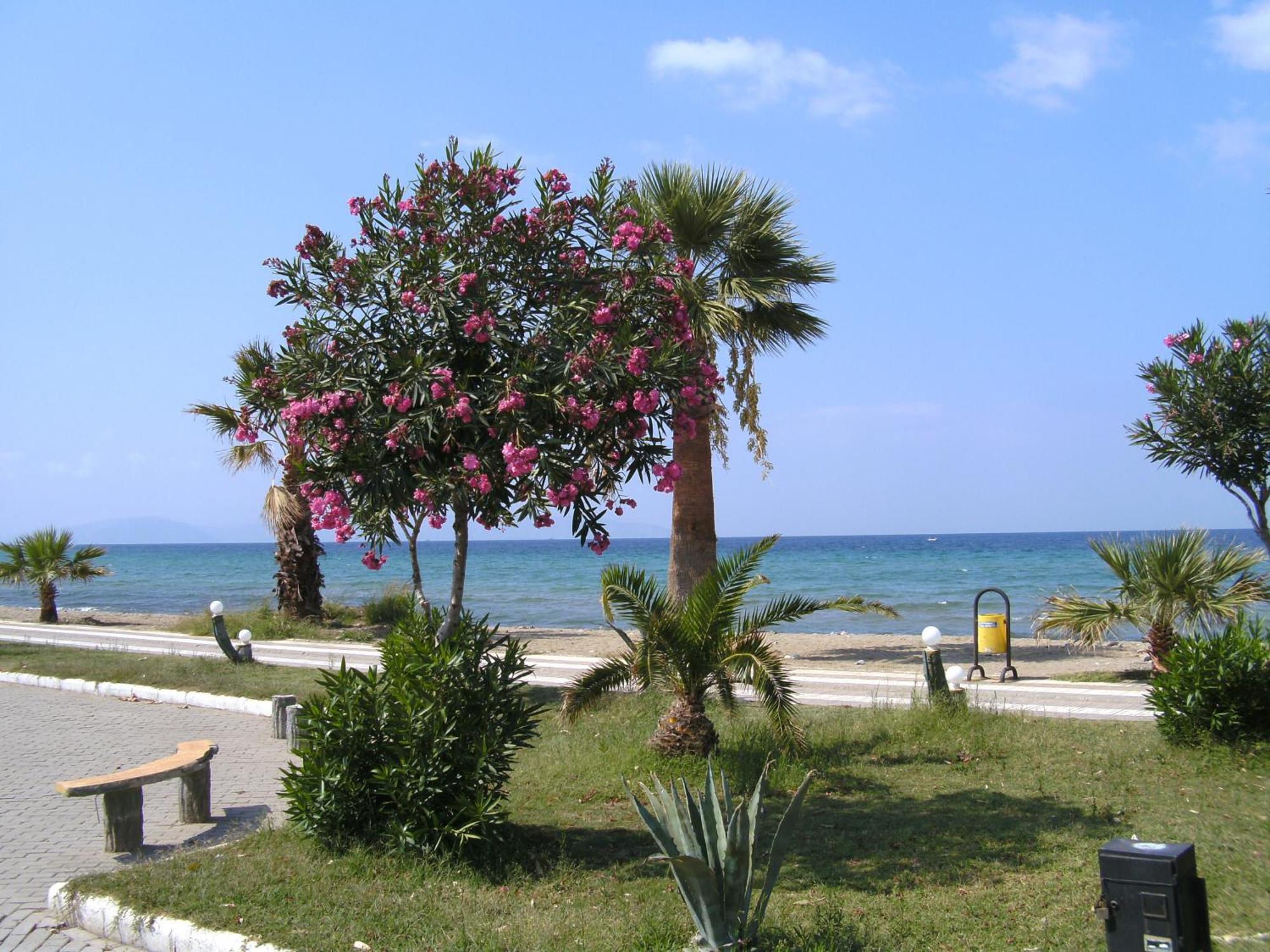 Samos Apart Pension Güzelçamlı Ngoại thất bức ảnh