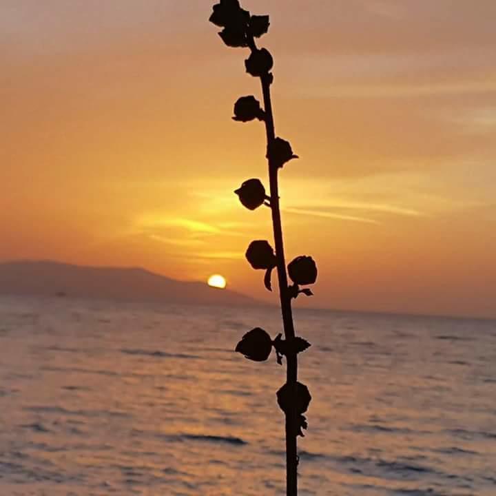 Samos Apart Pension Güzelçamlı Ngoại thất bức ảnh